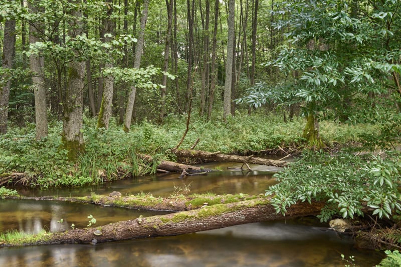 Drawieński Park Narodowy – przyjemny spacer wzdłuż rzeki Drawy - Zatom