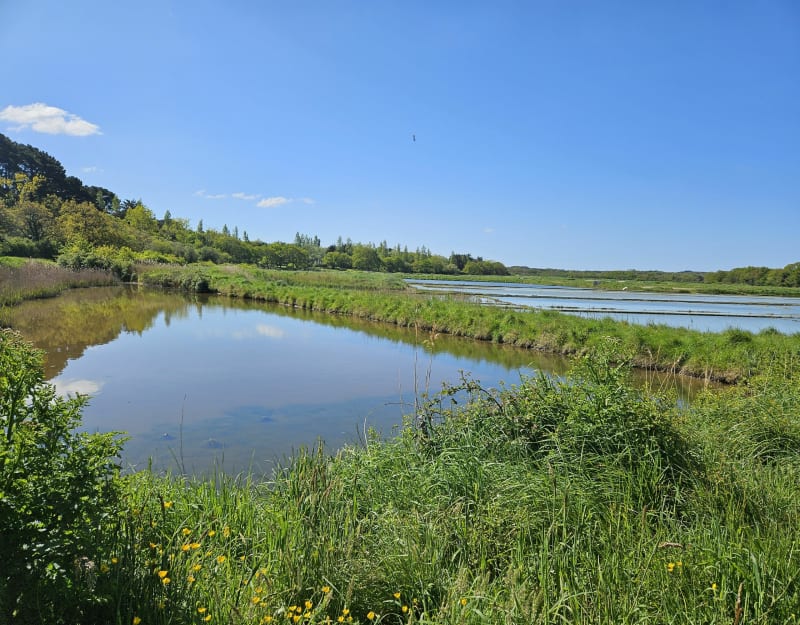 Randonnée autour de la pointe de Merquel - Mesquer