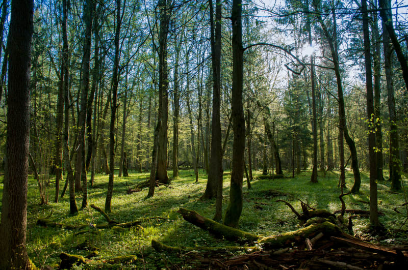 Jezioro Miejskie Puszcza Zielonka - tam, gdzie natura wygląda najpiękniej! - Okoniec