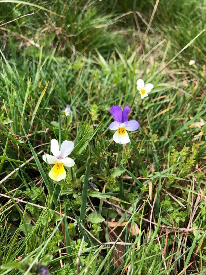 Boucle de Bramabiau au col des Ubertes - Saint-Sauveur-Camprieu