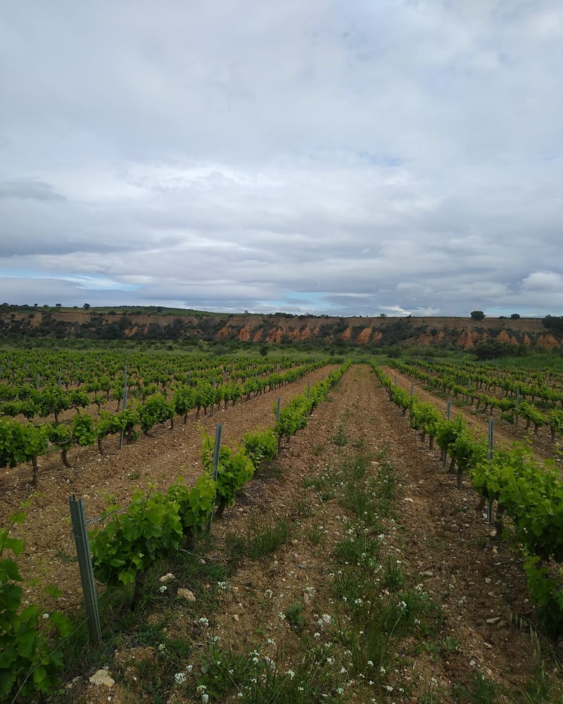 Balade dans les Aspres - Fourques