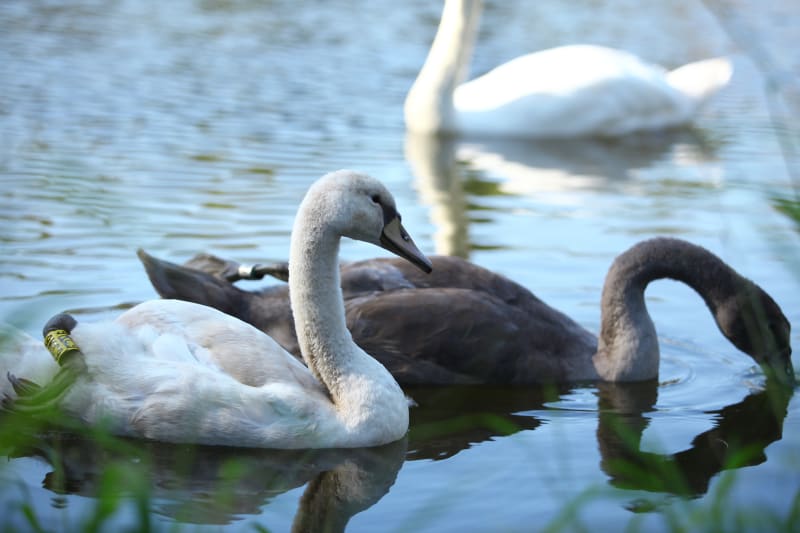 Perła lubuskiego – zakochaj się w malowniczych Lubniewicach i jeziorze Lubiąż - Lubniewice
