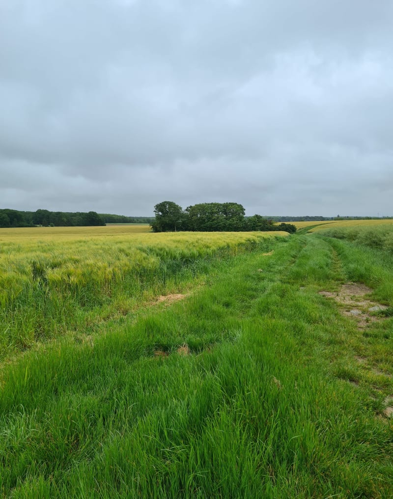 Balade autour de Saint-Martin-de-Nigelles - Saint-Martin-de-Nigelles