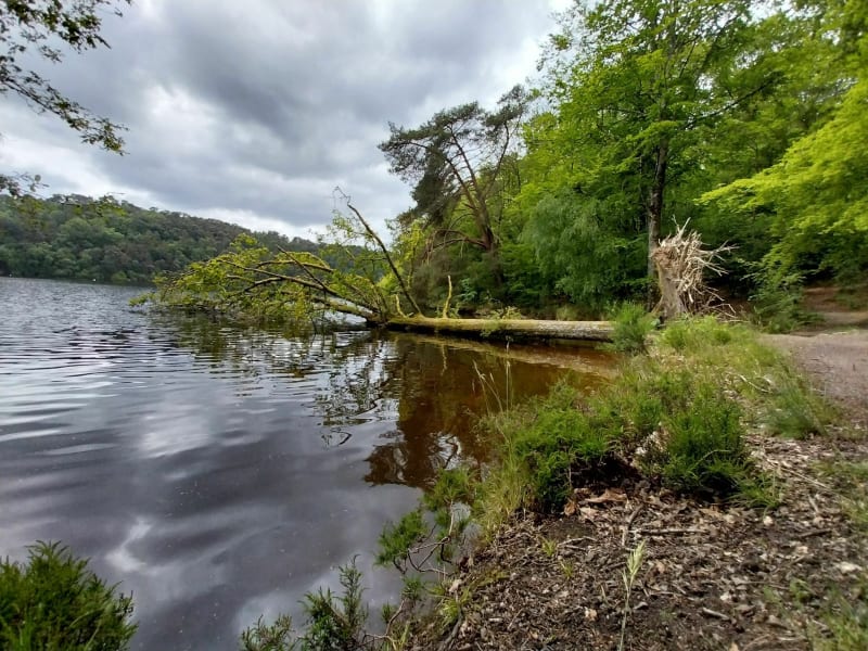 Tour du bois de Caurel - Caurel