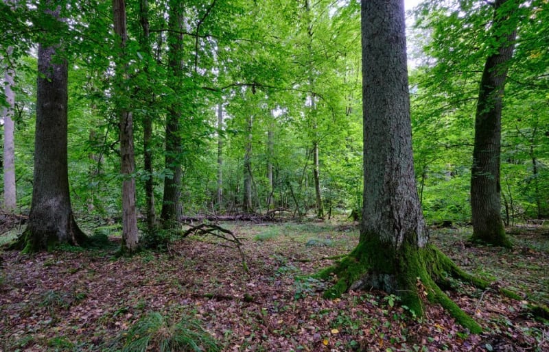 Z wędrówką przez Mazowiecką Szwajcarię – odwiedź Brudzeński Park Krajobrazowy - Kobierniki