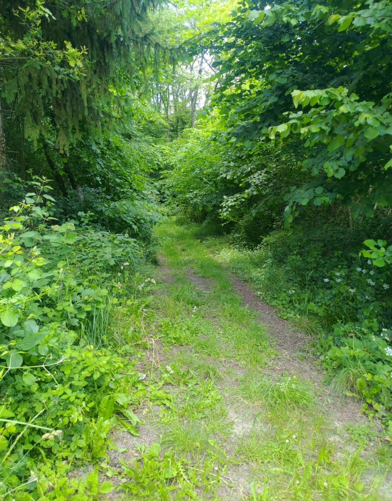 Petite balade dans les sous bois à Bonneuil-Matours - Bonneuil-Matours