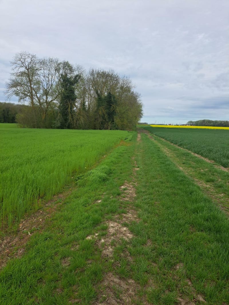 Balade entre champ et forêt depuis Velannes - Épône
