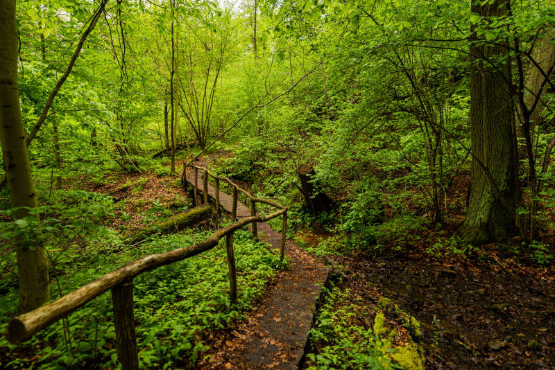 Sierakowski Park Krajobrazowy: spokojna trasa dla każdego - Sieraków