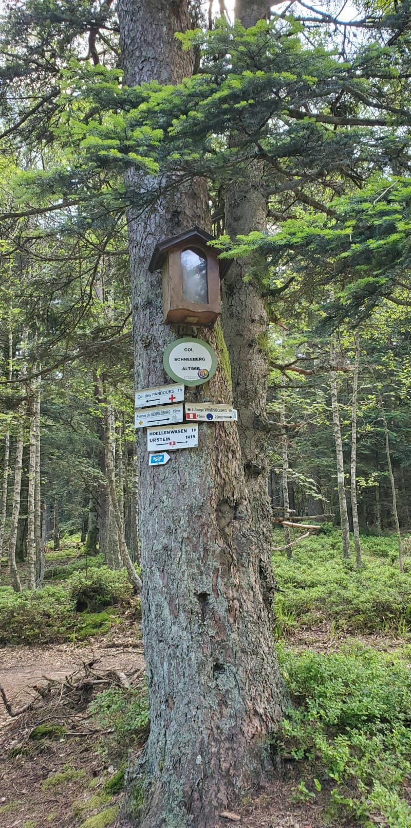Tour du Wolfsthal à partir de Wangenbourg par le Schneeberg - Wangenbourg-Engenthal