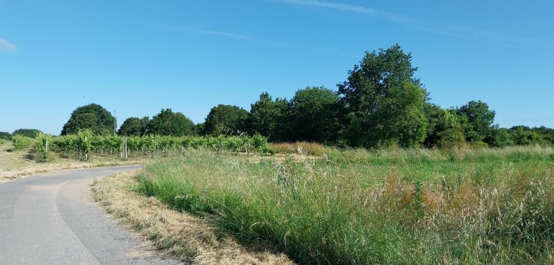 Balade bucolique en forêt de Dolus d'Oléron - Dolus-d'Oléron