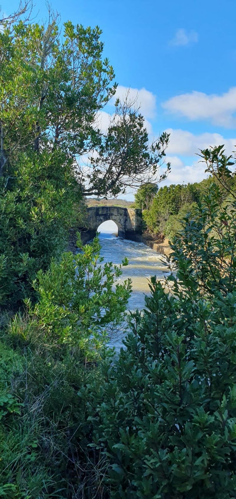 Route des huîtres vers le pont Napoléon - Dolus-d'Oléron