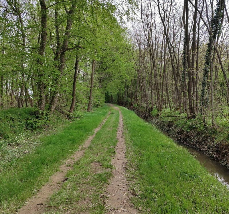 Étangs des Dombes au départ de Notre Dame-des-Dombes - Le Plantay