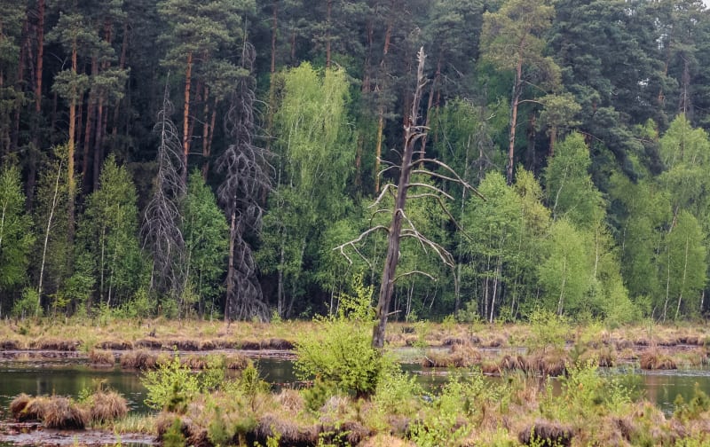 Zapora Pilchowice na rzece Bóbr i Nadbużański Park Krajobrazowy - Pilchowice
