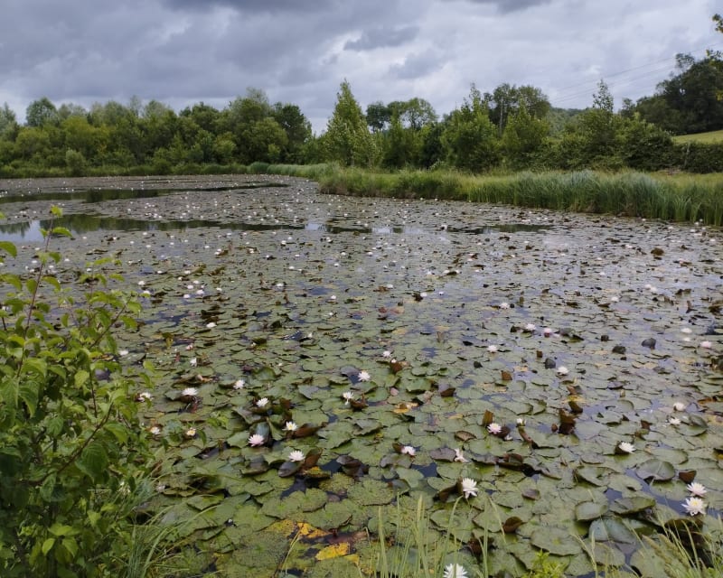 Tour du lac de la Grésigne - Castelnau-de-Montmiral