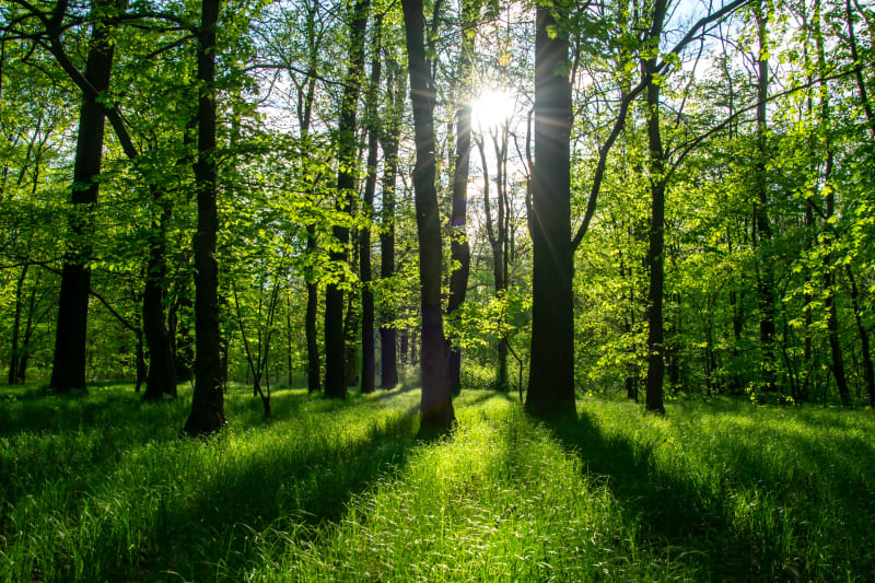 Góra Mędralowa – wybierz się na granicę polsko-słowacką - Zawoja