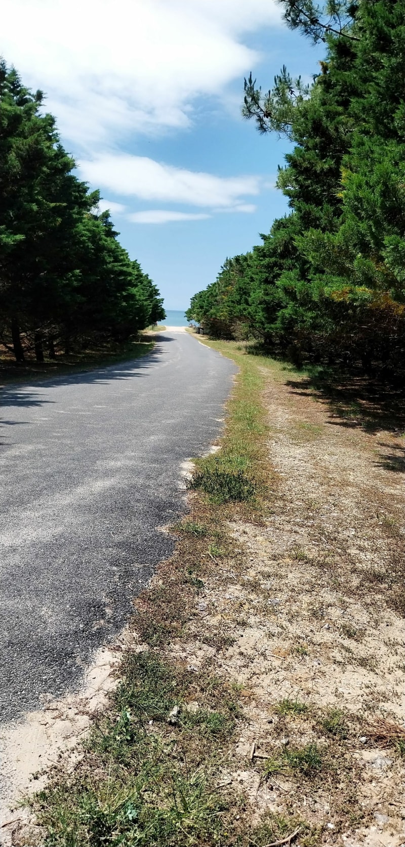 L'océan à Vertbois par la forêt - Dolus-d'Oléron