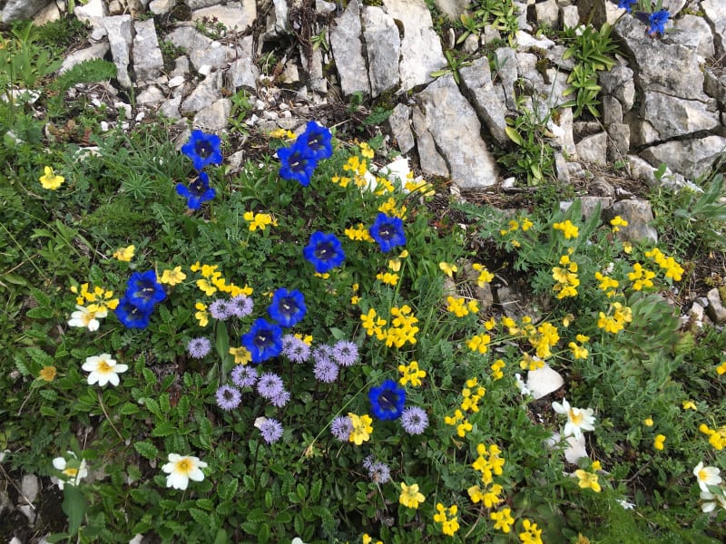 Aulp du seuil - Plateau-des-Petites-Roches