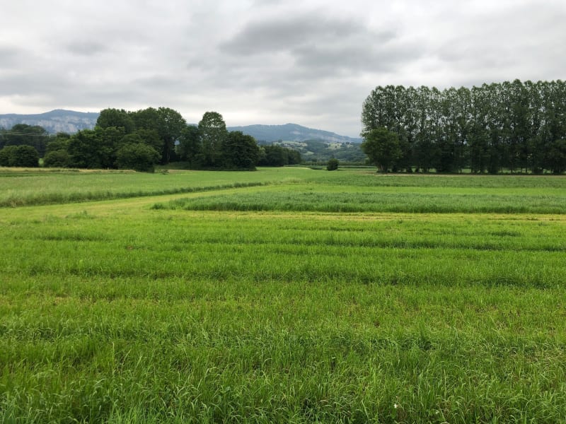 Les marais d’Avressieux - Avressieux