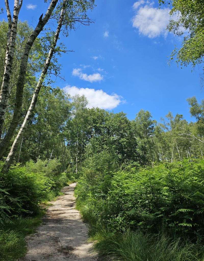 Balade dans les bois de Rochefort en Yvelines - Rochefort-en-Yvelines