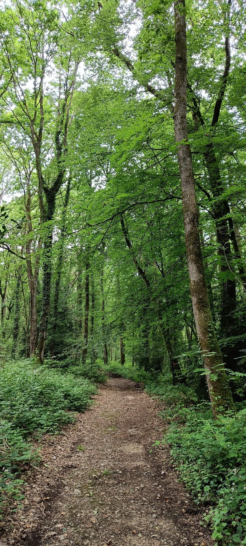 Petite balade autour de Firfol - Ouilly-du-Houley