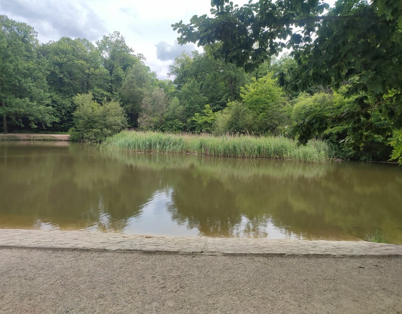 Sortie en  forêt à Taverny - Bessancourt
