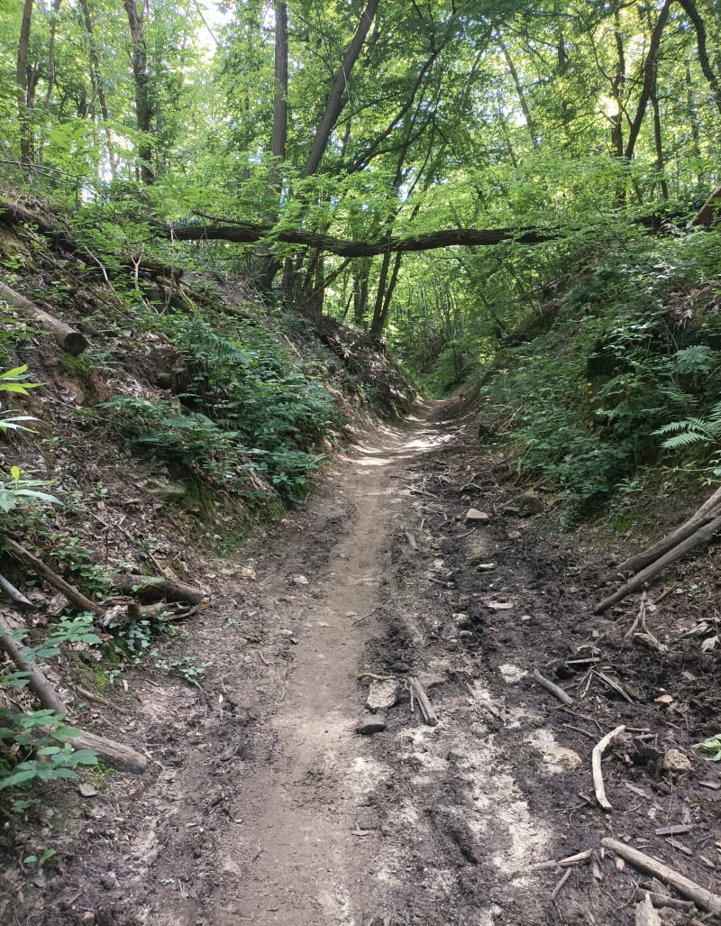 La forêt du rocher de Saulx Villejust - Villejust