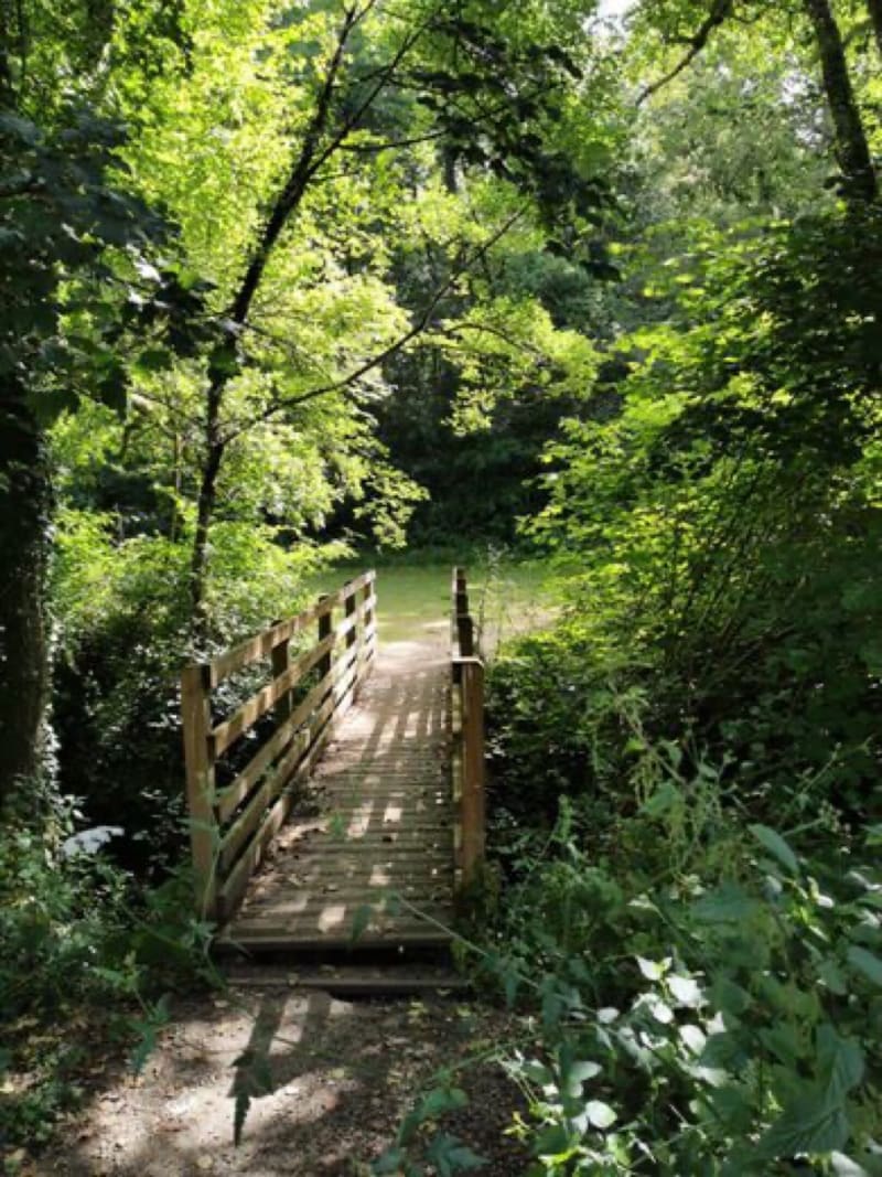 Découverte de la forêt de Pechbonnieu - Pechbonnieu