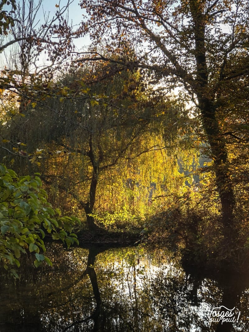 Balade dans la forêt de la faisanderies - Strasbourg