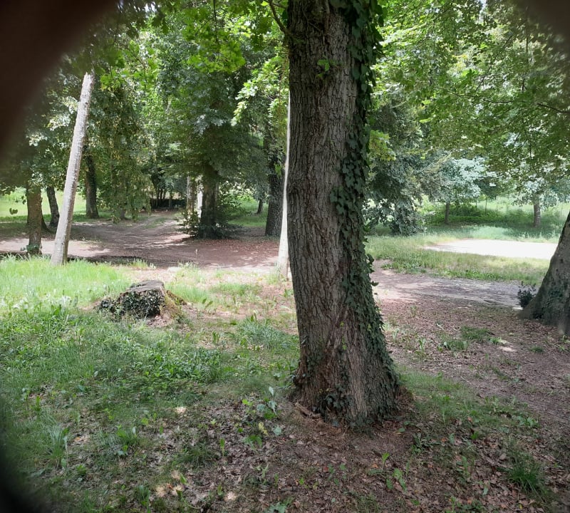 Boucle de pins dans la forêt de Bourdogne - Crépol