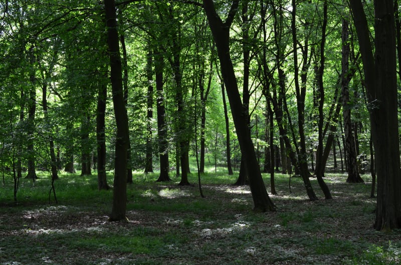 Park Leśnicki Wrocław: Spacer po historycznym ogrodzie - Wrocław