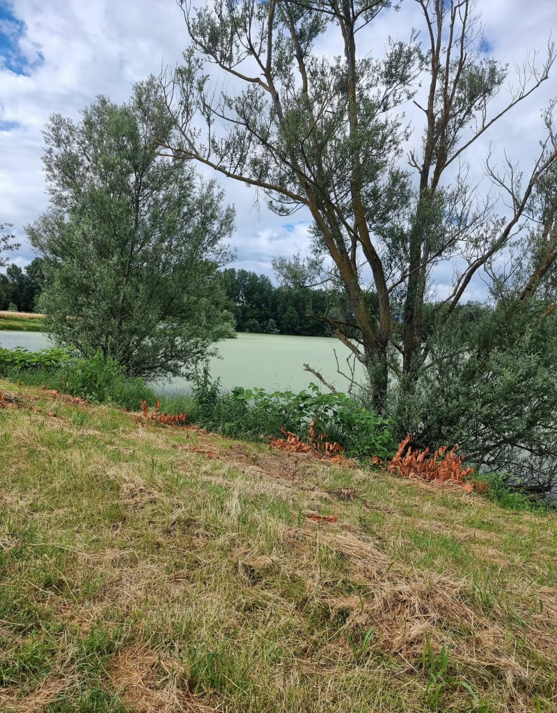 Petit tour au bord de Loire depuis Rivas - Rivas
