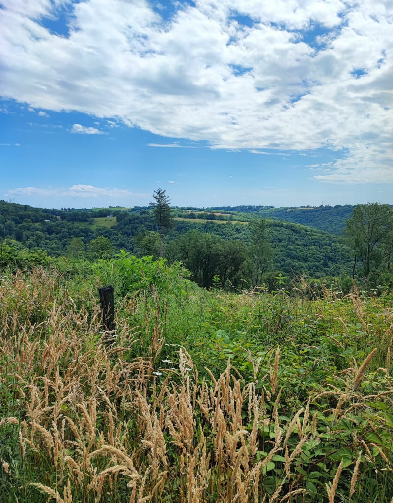 Balade en forêt dans les Grandes Genettes - Terre-de-Bancalié