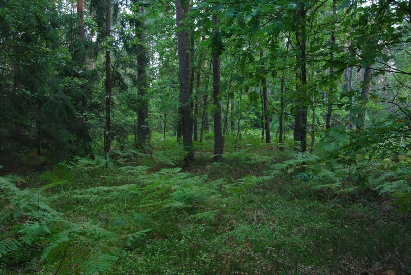 Park Krajobrazowy Lasy Janowskie – poznaj rozległe tereny stawów - Maliniec