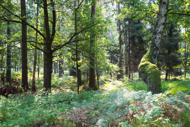 Stobrawski Park Krajobrazowy – Odkryj naturę przy stawach - Pokój