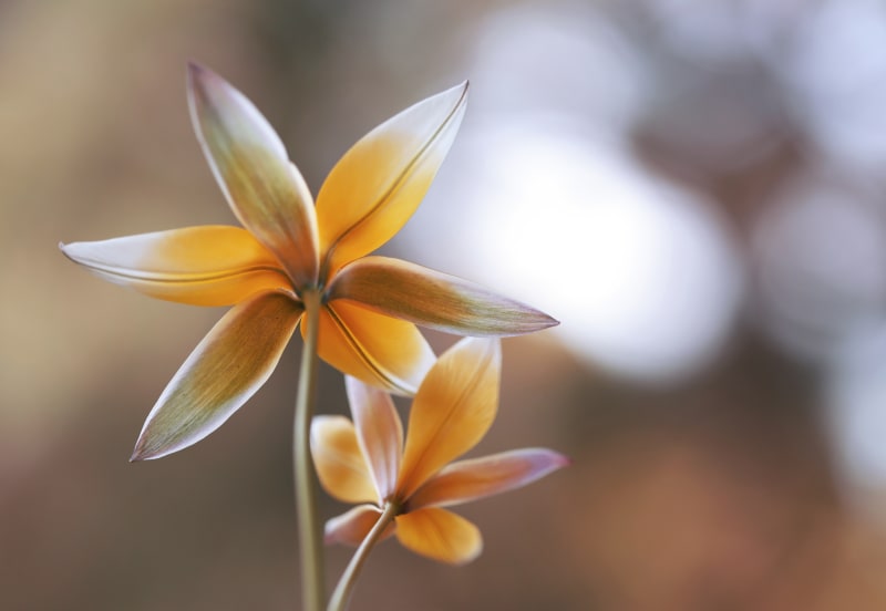 Województwo kujawsko-pomorskie: poznaj urokliwy Ogród Botaniczny w Myślęcinku - Bydgoszcz