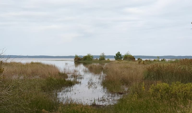 Boucle de Lachanau au départ d'Hourtin-Port - Hourtin