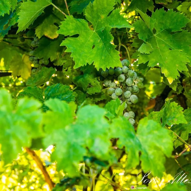 Balade en vigne à  Montreuil-Bellay - Montreuil-Bellay