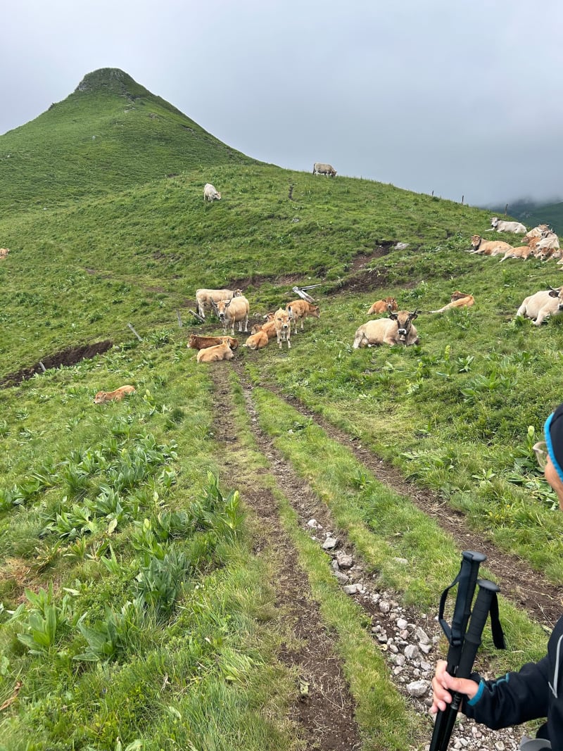 Refuge de Meje Coste ,le Lioran - Laveissière