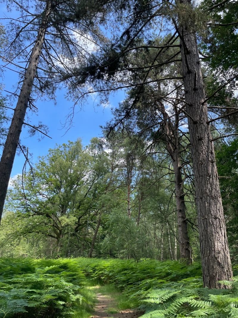 En chemin vers Saint Léger - Poigny-la-Forêt