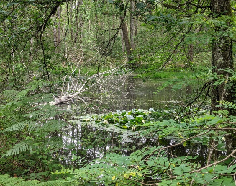 Balade en forêt de Vendôme - Vendôme