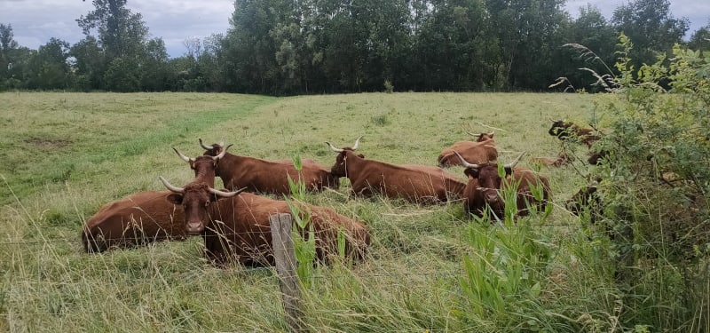 Balade par voie verte et hors sentiers à Chalon-sur-Saône - Chalon-sur-Saône