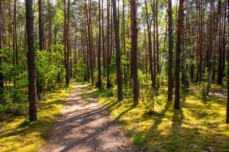 Wędrówka przez Kampinos – poznaj ciekawy szlak blisko Warszawy - Kampinos