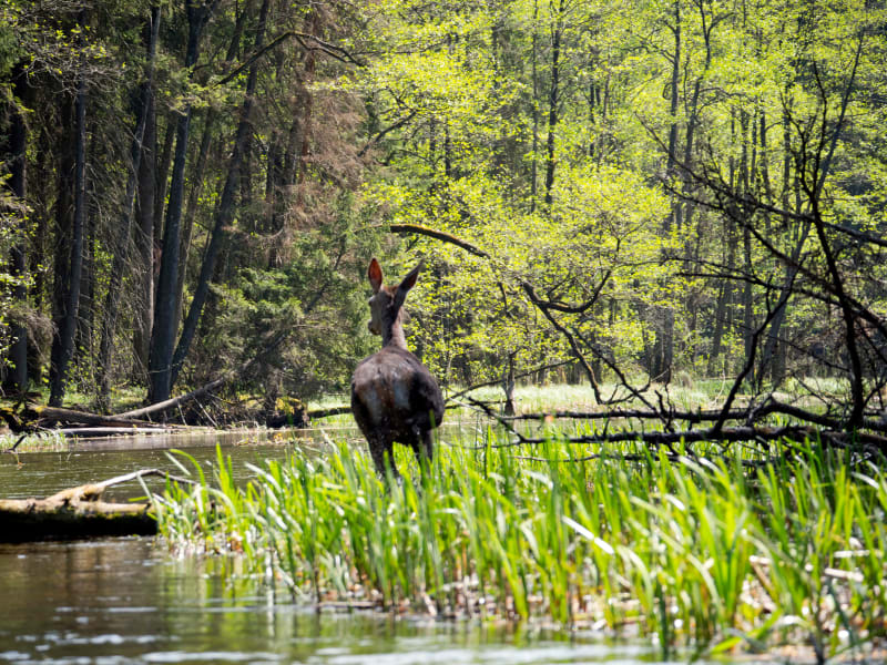 Lisie Bory i Wigierski Park Narodowy – poznaj jeden z piękniejszych parków narodowych w Polsce - Krzywe
