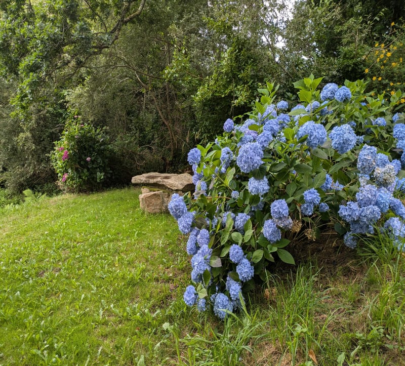 Dans les sous bois de Landudec - Landudec