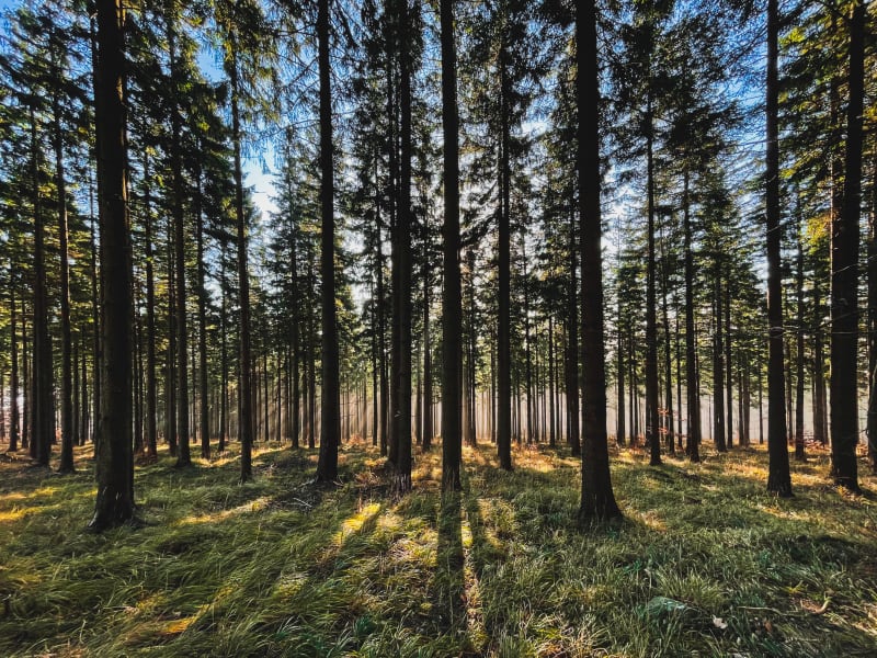 Źródło w Dolinie Grzybowskiej: Relaksujący spacer - Zabierzów