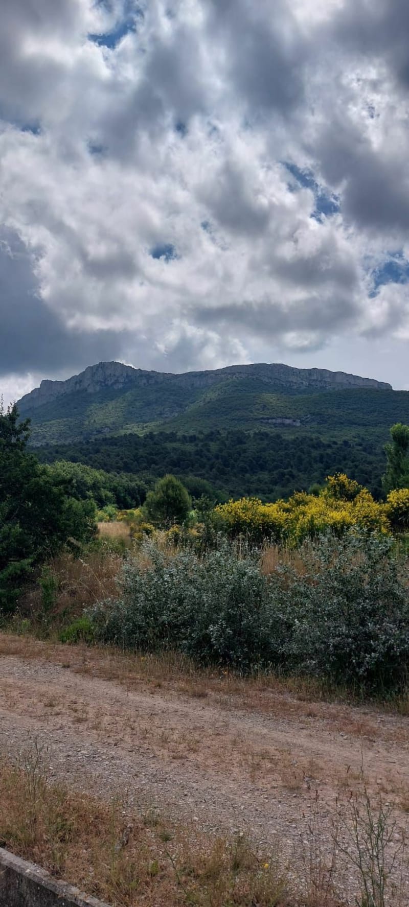 Balade  canine dans le Parc de la Sainte Baume - Pourrières