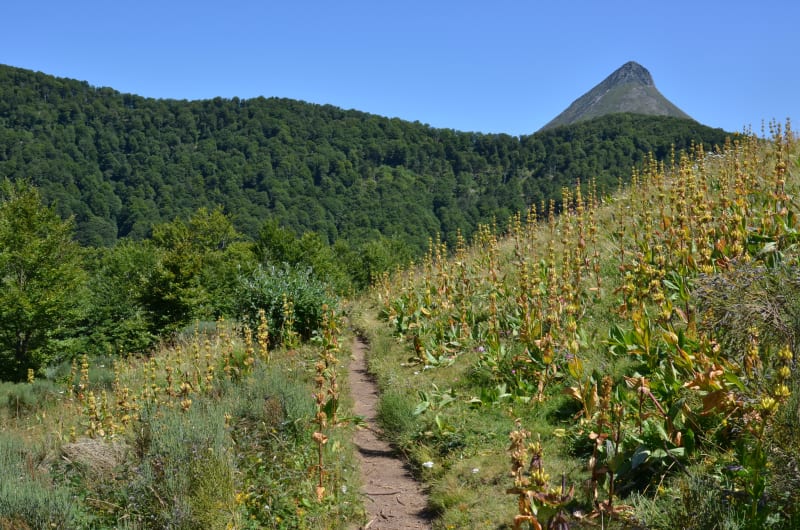 Beklimming van Puy Griou vanuit Les Chazes - Saint-Jacques-des-Blats