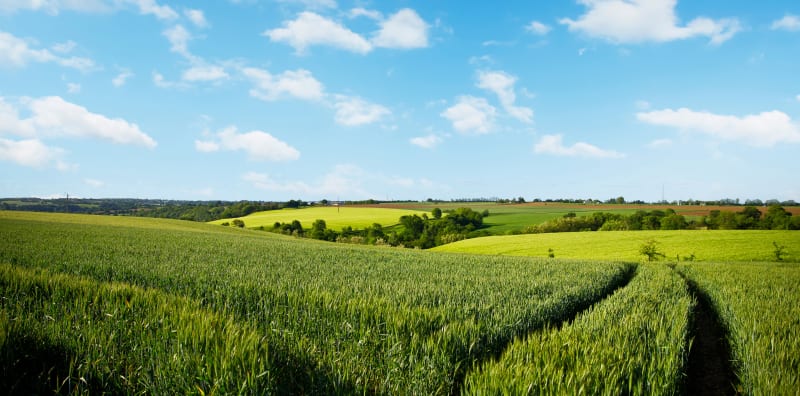 Petites routes en direction de Lorris - Cepoy