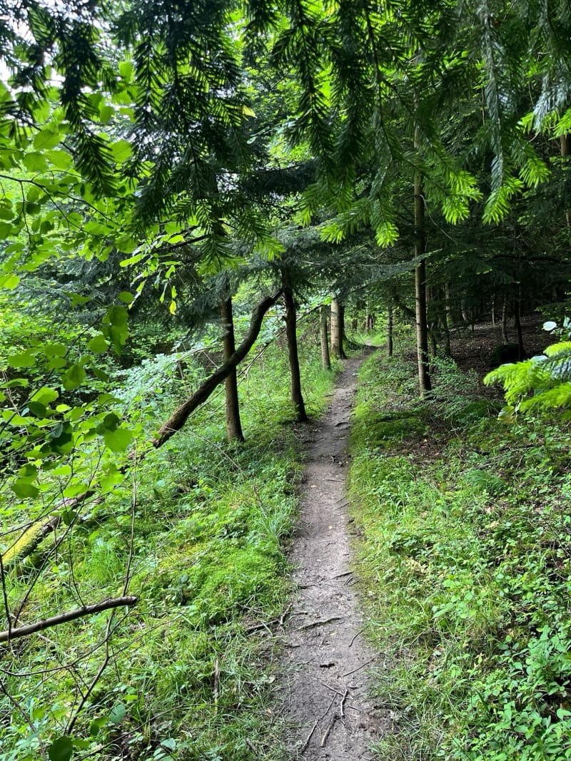 Boucle en Forêt de la Londe - Saint-Ouen-de-Thouberville