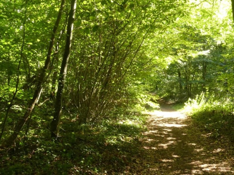 Forêt de samoussy - Samoussy